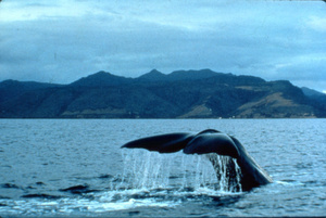 dominicas whales
