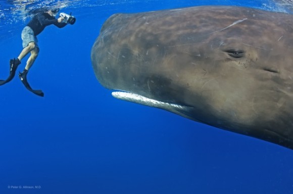 dominica whales