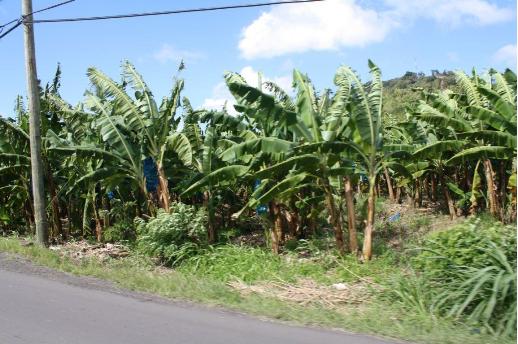 banana field