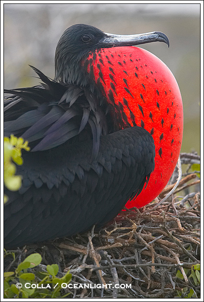 frigate bird