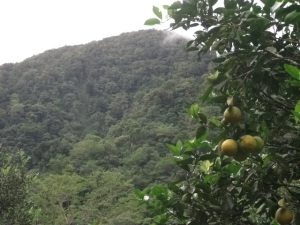 dominica agriculture
