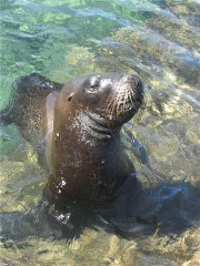 sea lion